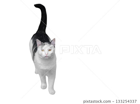 Portrait of black white cat standing, looking at camera, isolated on white background with clipped path, empty copy space. Tail is raised, pet asks for food, taking care of pets. Blank for artwork Portrait of black white cat standing, looking at camera, isolated on white background with clipped path, empty copy space. Tail is raised, pet asks for food, taking care of pets. Blank for artwork 133254337