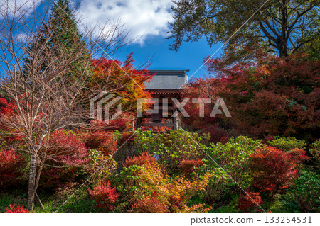 Donzan Kannonji Temple surrounded by autumn leaves 2025 133254531