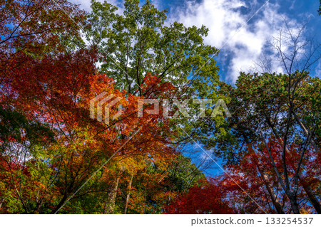 2025年秋葉環繞的頓山觀音寺 133254537