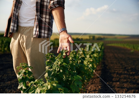 Touching the plant. Farmer is on the agricultural field Touching the plant. Farmer is on the agricultural field 133254676