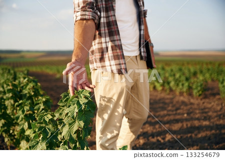 Touching the plant. Farmer is on the agricultural field Touching the plant. Farmer is on the agricultural field 133254679