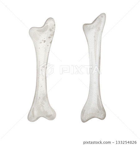 Illustration of a dog bone. Light grey white bone. Dog food or snack. Watercolor sketch of goods for pets illustration isolated on white background. Happy halloween decoration. 133254826
