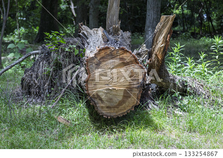 A tree that has fallen by the typhoon A tree that has fallen by the typhoon 133254867