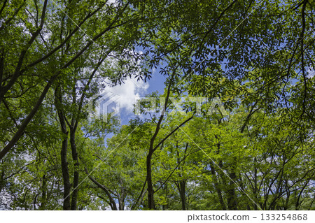 Looking up at the fresh green trees Looking up at the fresh green trees 133254868