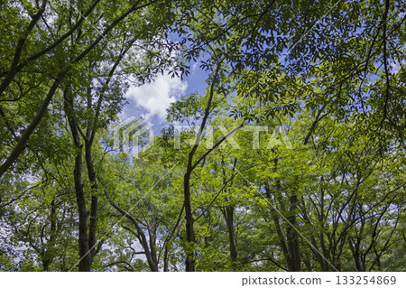 Looking up at the fresh green trees Looking up at the fresh green trees 133254869