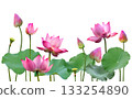 Pink Lotus Flowers and Buds with Green Leaves Border 133254890