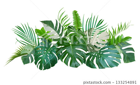 Bouquet of tropical green leaves botanical decorative arrangement nature backdrop isolated on white background 133254891