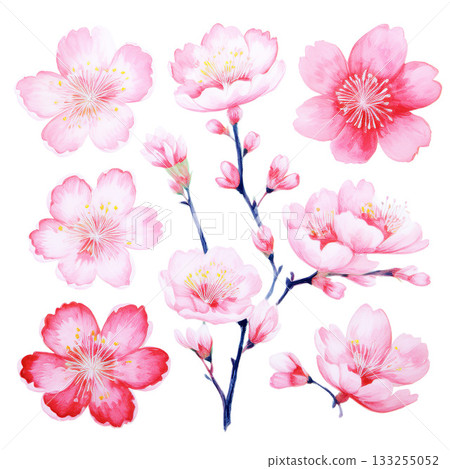 Watercolor illustration material: Japanese cherry blossoms 133255052