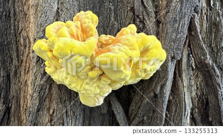 Vibrant yellow fungus growing on a tree trunk in a wooded area during late afternoon sunlight Vibrant yellow fungus growing on a tree trunk in a wooded area during late afternoon sunlight 133255313
