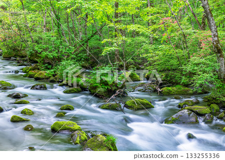 Towada City, Aomori Prefecture, Oirase Mountain Stream in summer (mountain stream image) 133255336