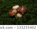 Five mushrooms in the moss 133255402