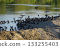 A flock of cormorants by the river 133255403