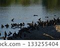 A flock of cormorants by the river 133255404