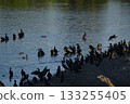 A flock of cormorants by the river 133255405