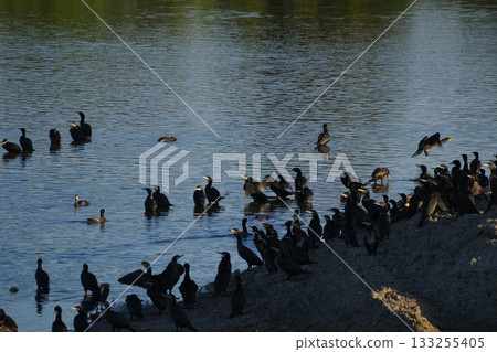 A flock of cormorants by the river A flock of cormorants by the river 133255405