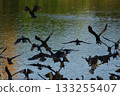A flock of cormorants taking off 133255407