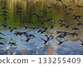 A flock of cormorants taking off 133255409