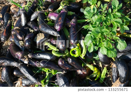 Discarded vegetables left in the fields 133255671