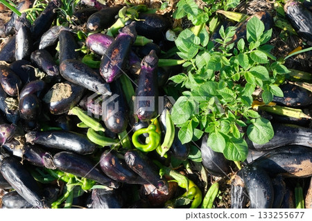Discarded vegetables left in the fields 133255677
