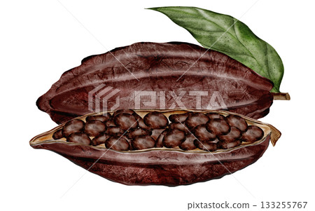 Cocoa beans and pods with leaves. Superfood clip art. Hand-drawn watercolor illustration on a white background. For chocolate and cocoa product designs. 133255767