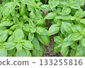 Basil from Heavenly Farm 133255816