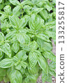 Basil from Heavenly Farm 133255817