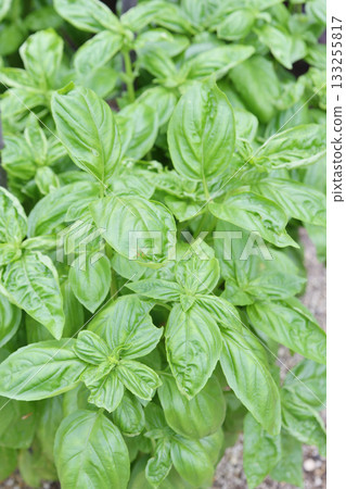 Basil from Heavenly Farm 133255817