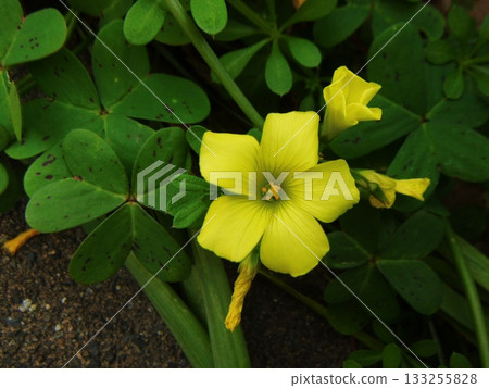 Yellow Kabaki Flower Yellow Kabaki Flower 133255828