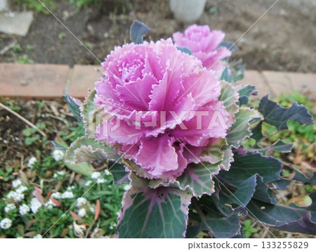 Pink peonies blooming in a winter flowerbed 133255829
