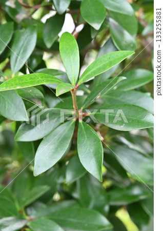Tree - Saxonus japonica, Saxonaceae Tree - Saxonus japonica, Saxonaceae 133255881