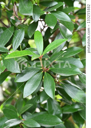 樹 - Saxonus sieboldii（薩克森科） 133255882