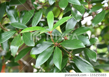 Tree - Saxonus japonica, Saxonaceae Tree - Saxonus japonica, Saxonaceae 133255883