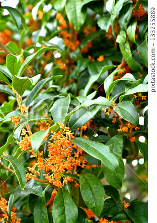 Tree · Kinmokusei Mokusei Department 133255889