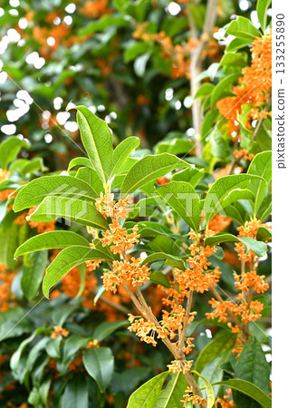 樹·Kinmokusei Mokusei部門 133255890