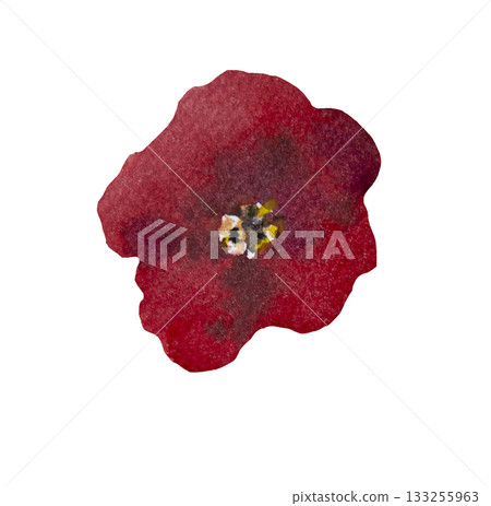 Watercolor bright red poppy wild flower isolated illustration, floral wedding and greeting element 133255963