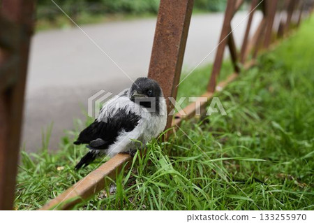 Huddled raindrenched crow cautiously positioned near plants Huddled raindrenched crow cautiously positioned near plants 133255970
