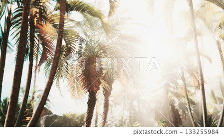 In a lush tropical setting, sunlight streams through vibrant palm leaves, casting enchanting shadows on the ground. The warm glow invites serenity and relaxation in natures embrace. In a lush tropical setting, sunlight streams through vibrant palm leaves, casting enchanting shadows on the ground. The warm glow invites serenity and relaxation in natures embrace. 133255984