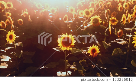 Sunlight bathes a beautiful sunflower field during sunset, highlighting the bright yellow petals and lush green leaves. This peaceful scene captures natures beauty and tranquility. 133256013