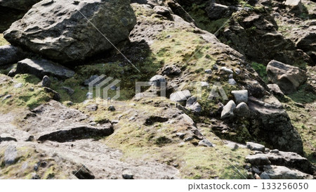 Stones and rocky surfaces are covered in vibrant green moss. The soft light of dawn highlights the textures, creating a serene atmosphere near the coast. Nature reveals its quiet beauty. 133256050