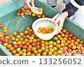 Scooped cherry tomatoes 133256052