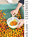 Scooped cherry tomatoes 133256053