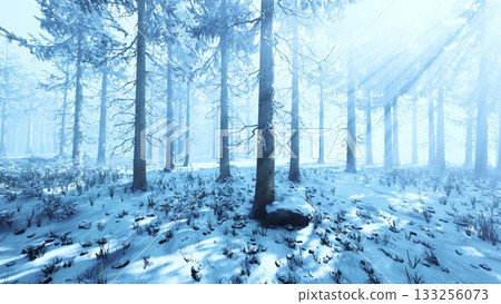 Tall trees stand majestically in a winter forest, their branches adorned with snow. Soft blue light filters through, creating a serene and magical atmosphere, perfect for quiet reflection. Tall trees stand majestically in a winter forest, their branches adorned with snow. Soft blue light filters through, creating a serene and magical atmosphere, perfect for quiet reflection. 133256073