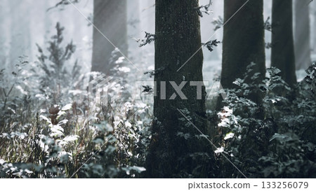 Fog blankets a tranquil forest at dawn, sunlight filters through tall trees, creating a mystical atmosphere. Snow dusted plants contrast with dark tree trunks, enhancing natures beauty. Fog blankets a tranquil forest at dawn, sunlight filters through tall trees, creating a mystical atmosphere. Snow dusted plants contrast with dark tree trunks, enhancing natures beauty. 133256079