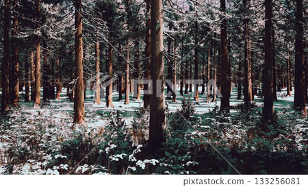 Tall trees create a serene winter forest, their trunks rising above a sparkling white blanket of snow. The peaceful setting invites a sense of calm amid natures beauty. 133256081