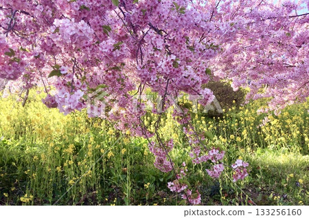 與櫻花和強姦花的風景 133256160