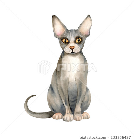 Sphynx hairless cat. Kitty with bald skin with folds, grey domestic animal with big ears, yellow eyes. Cute grey beautiful pet. Watercolor isolated illustration. Hand drawn character clip art 133256427