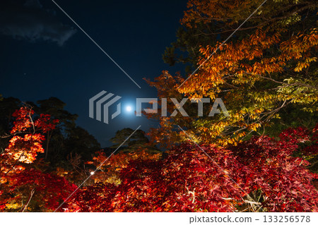 夜空中一輪明月與火紅的秋葉交相輝映,美不勝收。 夜空中一輪明月與火紅的秋葉交相輝映,美不勝收。 133256578