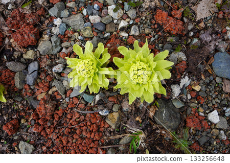 春季新聞/Tofukinoto 133256648