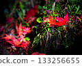 鮮紅的秋葉 133256655