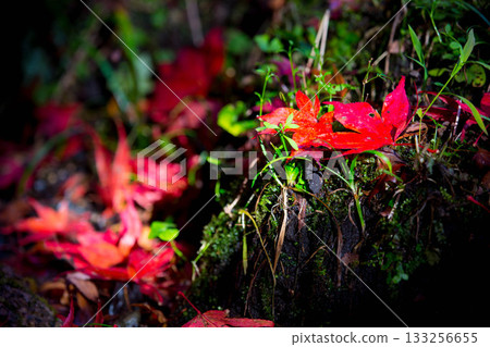 Bright red autumn leaves Bright red autumn leaves 133256655